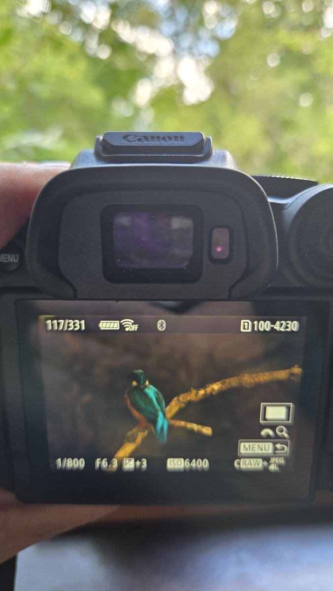 dinobreezy's tweet photo. Goodmorning everyone βοΈ Have a great Saturday πππ»
From yesterday
You can't be lucky all the time,.. 3 hours of waiting and only these shots before it disappeared π
#GoodMorningX #SaturdayMotivation
#kingfisher #Alcedoatthis #ijsvogel #hortusalkmaar #gknfotografie https://t.co/ldjw7l4YxK