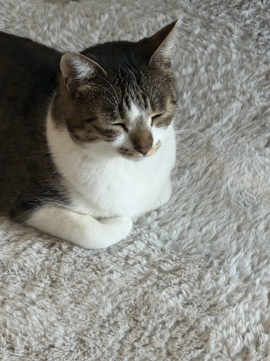neko_neko_q_q's tweet photo. 世界猫の日 https://t.co/KySHR3e4U4