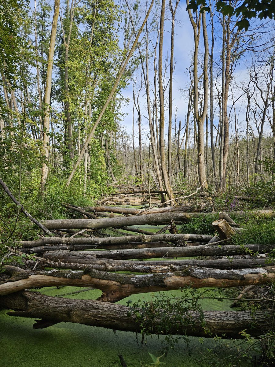 TBreitschneider's tweet photo. So sieht Natur aus, wenn man sie sich selbst überlässt. Das sage ich jetzt ganz wertfrei.

Es ist ein Naturschutzgebiet das man sich selbst überlässt. Die Bäume stehen im Wasser wo sich Biber oder Nutria stark ausgebreitet haben, so dass das Wasser nicht mehr abfließen kann. Die abgestorbenen Stämme sind durch Stürme wohl abgebrochen und liegen da überall herum.