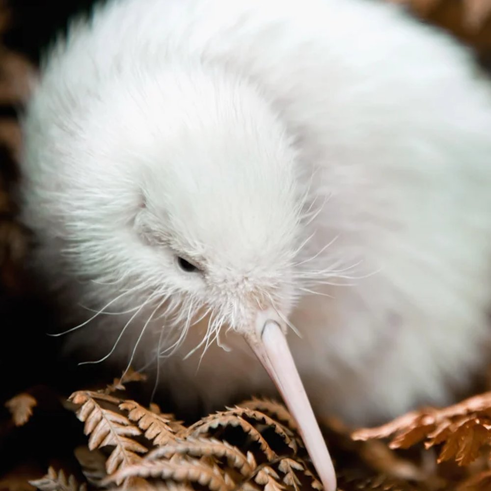 AMAZlNGNATURE's tweet photo. Albino kiwis are one of the rarest sights in the bird world

Their lack of pigment gives them white feathers instead of the usual brown, making them stand out instantly https://t.co/aWOJnq5bxp