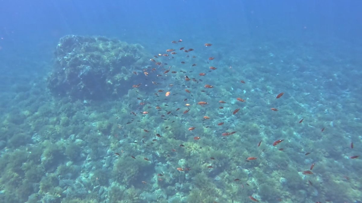 hsatoru2's tweet photo. 無人島周辺は魚がいっぱいだった。海水浴場として整備されてない場所は不便な点も多く、若干危険度も上がるけど、その分自然の濃さも凄い。 https://t.co/eD0VHdvnG1