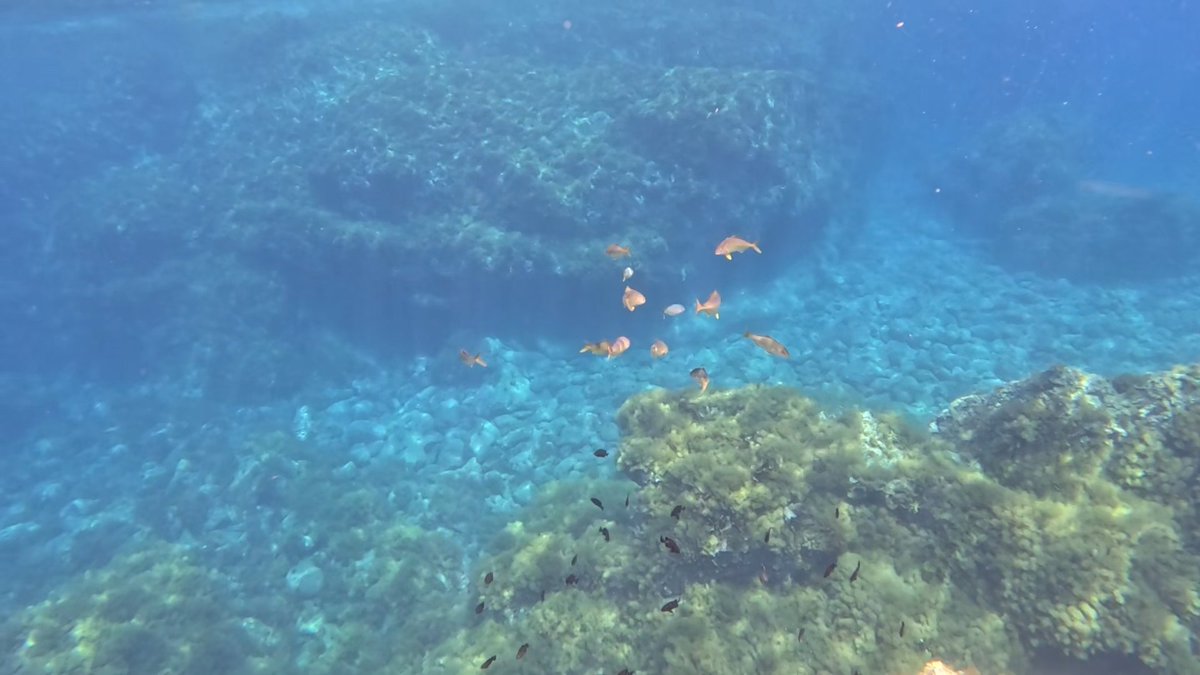 hsatoru2's tweet photo. 無人島周辺は魚がいっぱいだった。海水浴場として整備されてない場所は不便な点も多く、若干危険度も上がるけど、その分自然の濃さも凄い。 https://t.co/eD0VHdvnG1