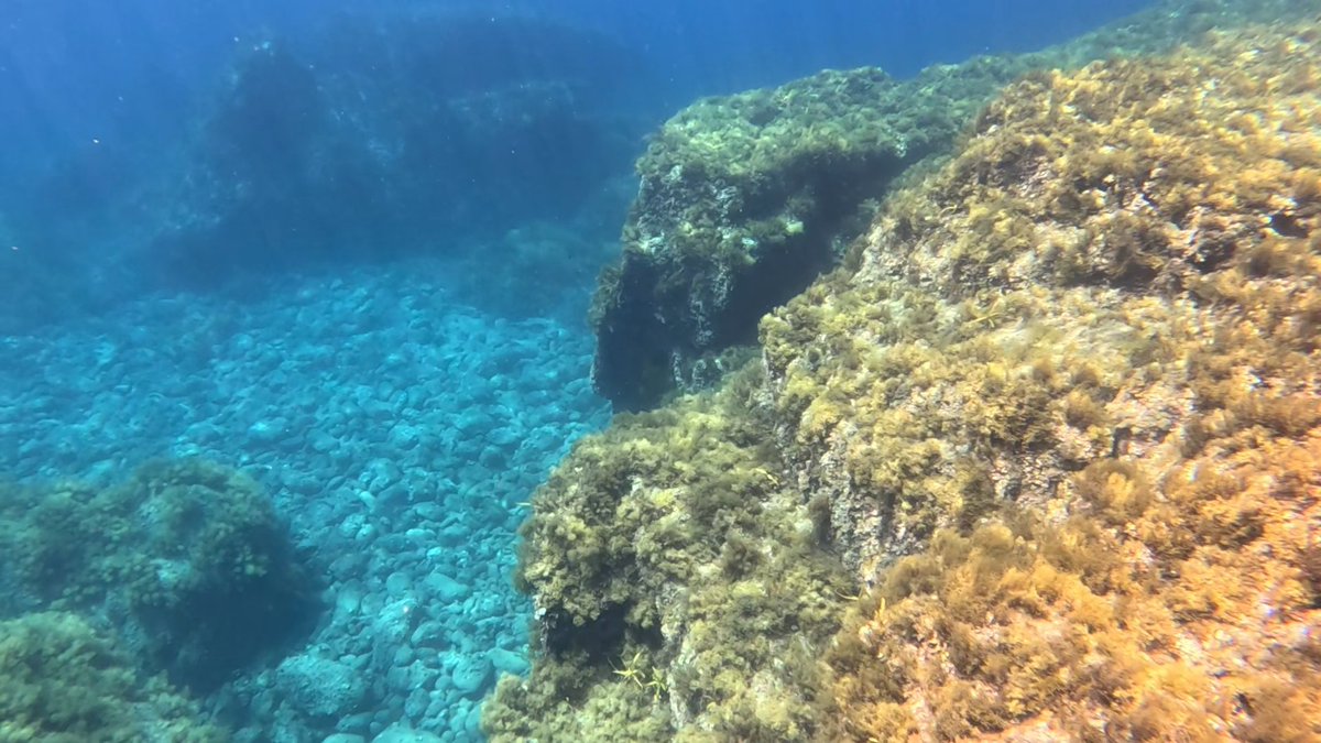 hsatoru2's tweet photo. 無人島周辺は魚がいっぱいだった。海水浴場として整備されてない場所は不便な点も多く、若干危険度も上がるけど、その分自然の濃さも凄い。 https://t.co/eD0VHdvnG1