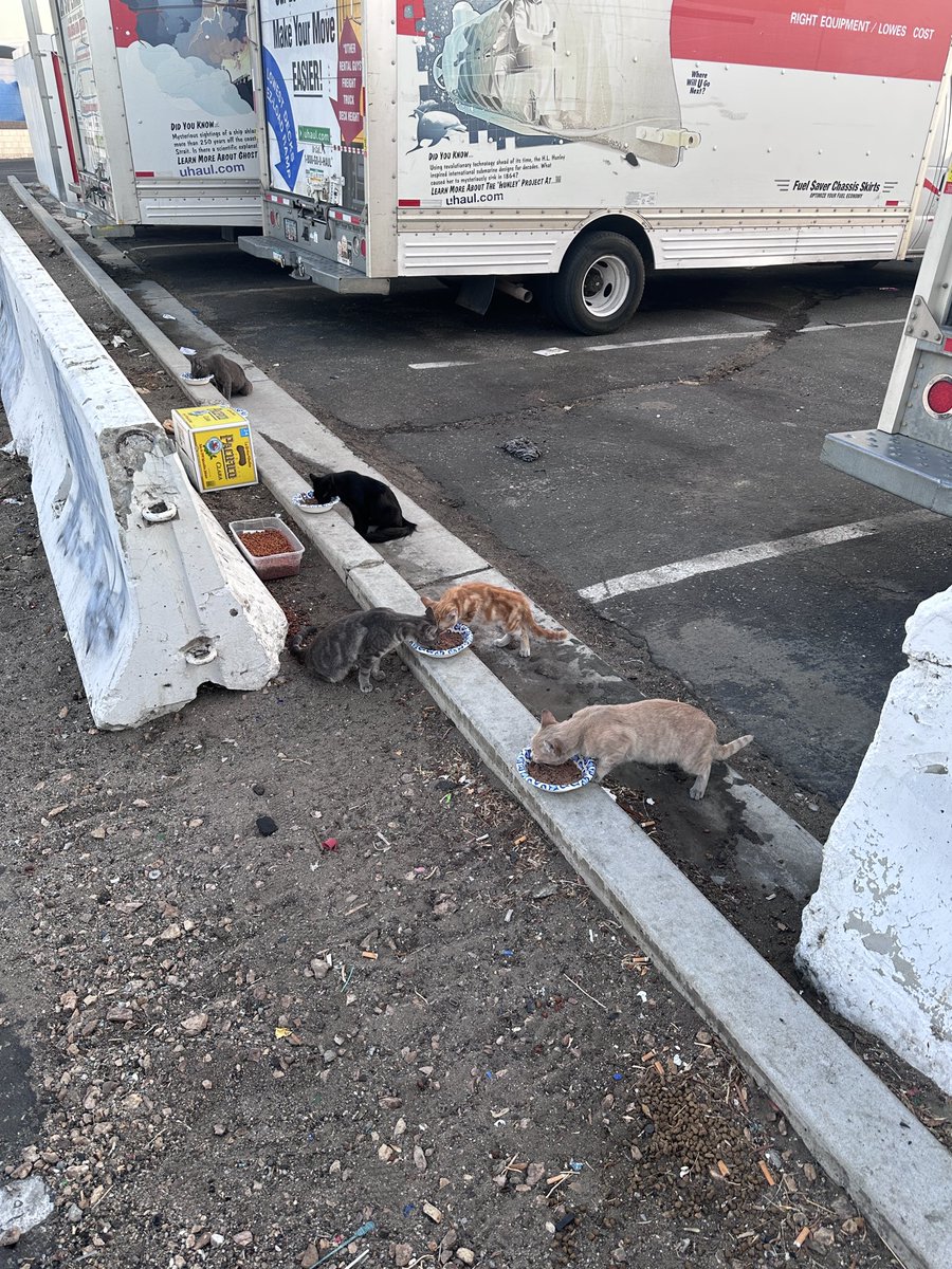 justaguyproject's tweet photo. JUST A GUY PROJECTS

I’m Matt. I care for community cats in the High Desert, explore weird places, chase paranormal stories, and try to build useful things instead of just complaining about what is broken.

A lot of this page is cats. I help with food, water, monitoring, trapping connections, transport, emergency outreach and whatever else I can realistically do when one needs help. I’m not a rescue or nonprofit. I’m just one guy trying to show up consistently.

The other side of this account is paranormal stuff, desert history, abandoned places, night drives and the occasional “what the hell was that?” moment.

Just A Guy Projects is really the bigger idea behind all of it. I want to build things in public, learn as I go, help where I can and document what is actually happening instead of pretending everything is polished.

No fake nonprofit act. No pretending I have it all figured out. Just cats, strange desert nights and an attempt to build something worthwhile.

Support links, current cat needs and future projects are in my bio.