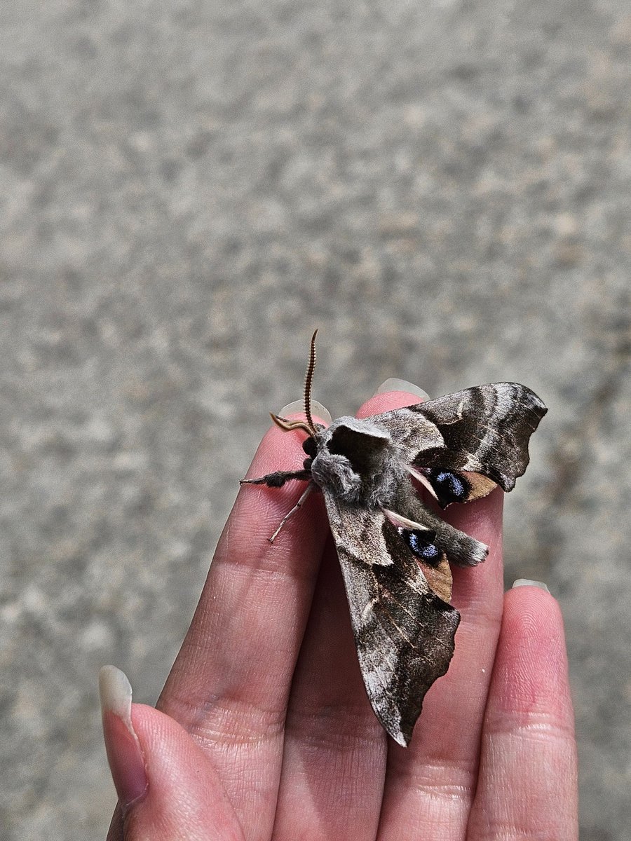 Avestheodd's tweet photo. @s8n Moths are beautiful and harmless, I'll never understand why people hate them so much https://t.co/6c4puPufcI