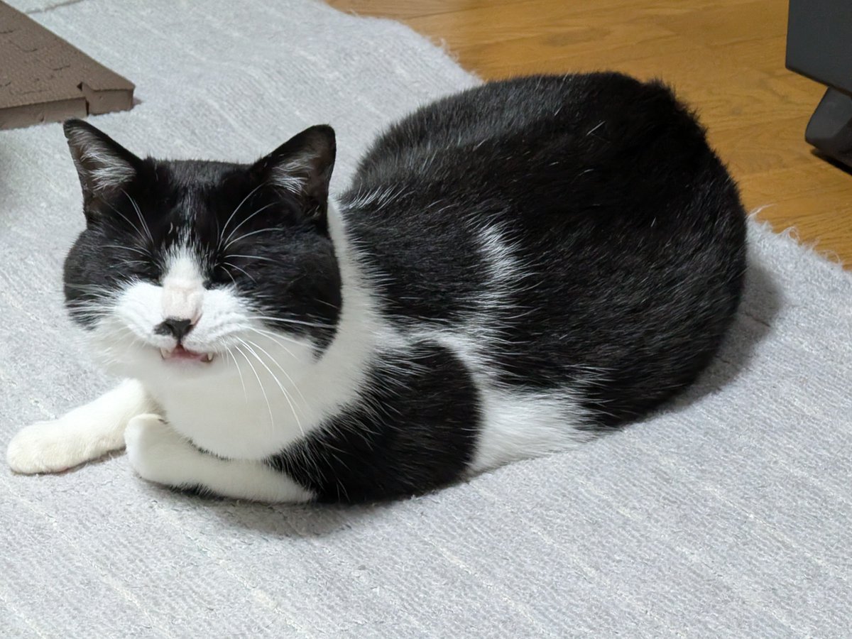 nanakamado_kun's tweet photo. 本日ママにゃんとパパにゃんはちいかわ映画鑑賞。入場特典がボンドロと聞きつけたママが「ボンドロ参戦してみっか⁉️」と外出を決意。人間に変化できない猫は残念ながら留守番です🐱
昨晩マタタビをキメて少し落ち着いた猫。今頃はきっといい子にしているはず。もう少ししたら帰るから待っててね😊 https://t.co/nhMfdX64rL