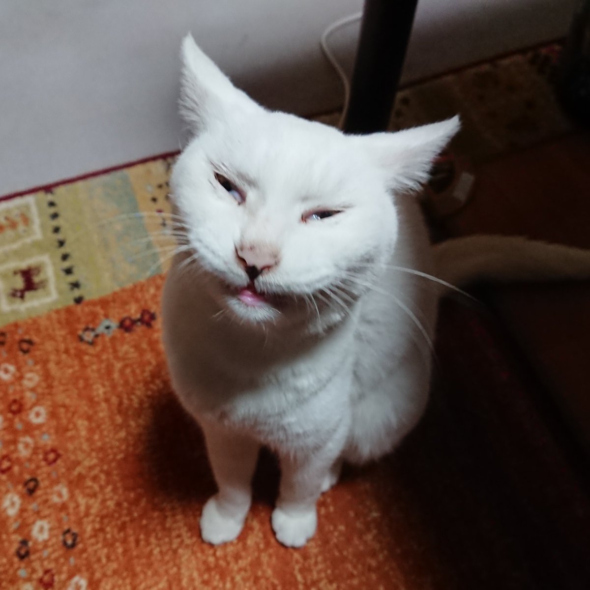 a1dou3's tweet photo. ぬこデーらしいので写真見漁っていたら、あくび直後の鬼かわいいぬこ様の写真をみつけた https://t.co/S7g0CGbDZ3