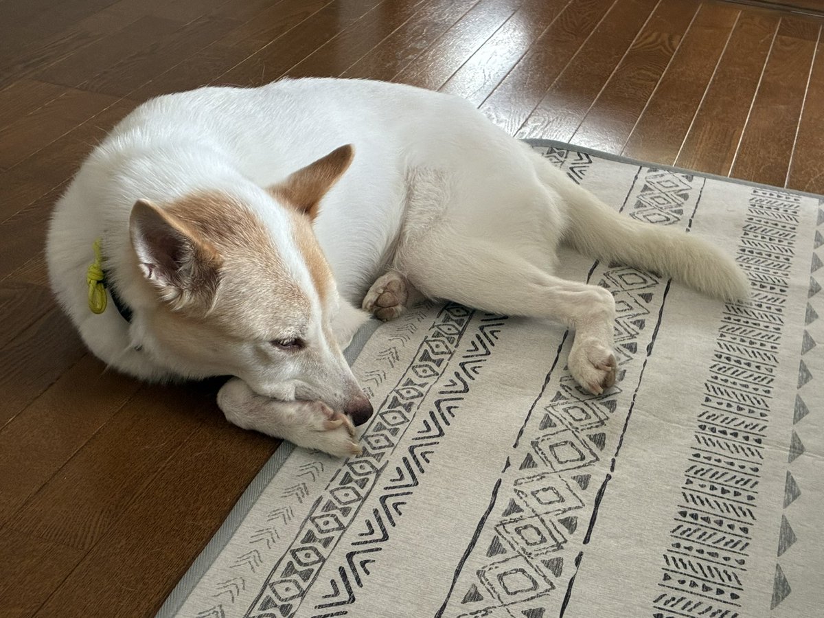 dddog_1225's tweet photo. 謎ポーズって言われました🐶 https://t.co/FCmqio1ZLL