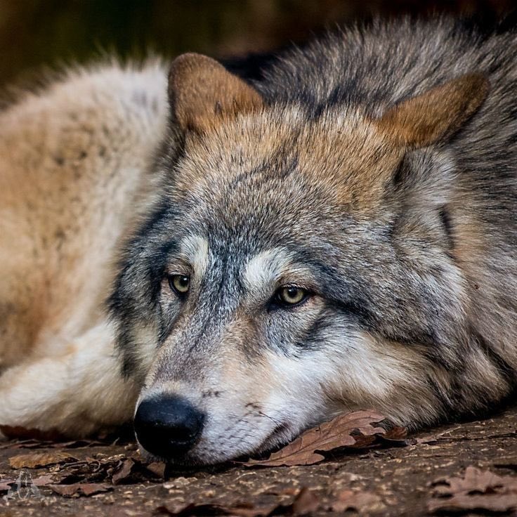 wolfncrisis's tweet photo. ughhh…morning already? https://t.co/GyaxD3TPoX