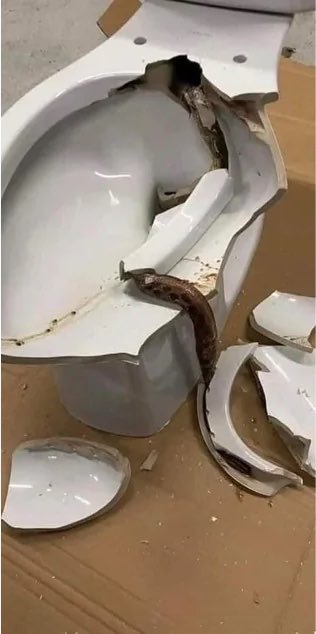 biigjay20's tweet photo. Just got back from a 4-week vacation.
Called the cleaners to put the house in order and this is what they found in the guest toilet. how did it get there ? https://t.co/2NFzeEPOZR