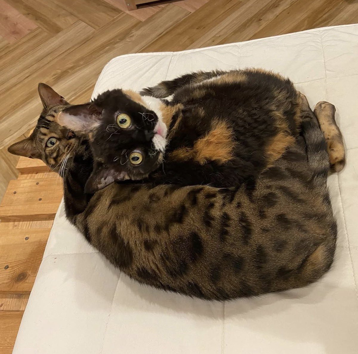 zarac_kcha's tweet photo. なんか猫の日❓みーちゃんとくくるとぺけ(どさくさに紛れてワシの愛猫も) https://t.co/mOgT8HeD11