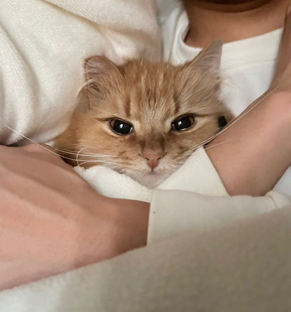 zarac_kcha's tweet photo. なんか猫の日❓みーちゃんとくくるとぺけ(どさくさに紛れてワシの愛猫も) https://t.co/mOgT8HeD11