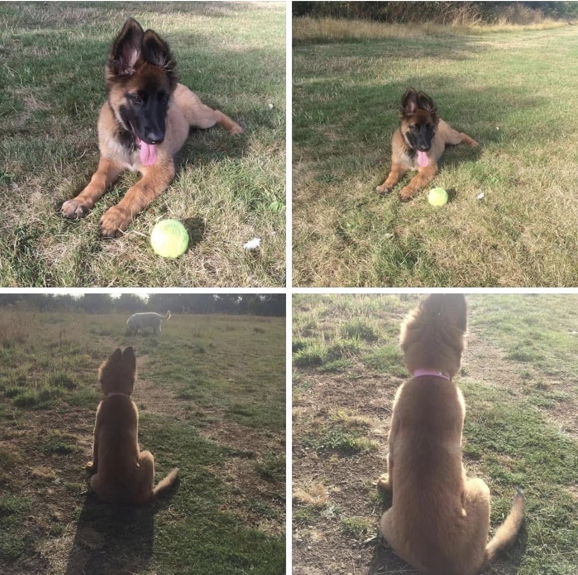 NicNic711's tweet photo. Then and now. Imagine if we’d chosen Summer as a pup because of her coat colour! https://t.co/TPWAoOQbm6