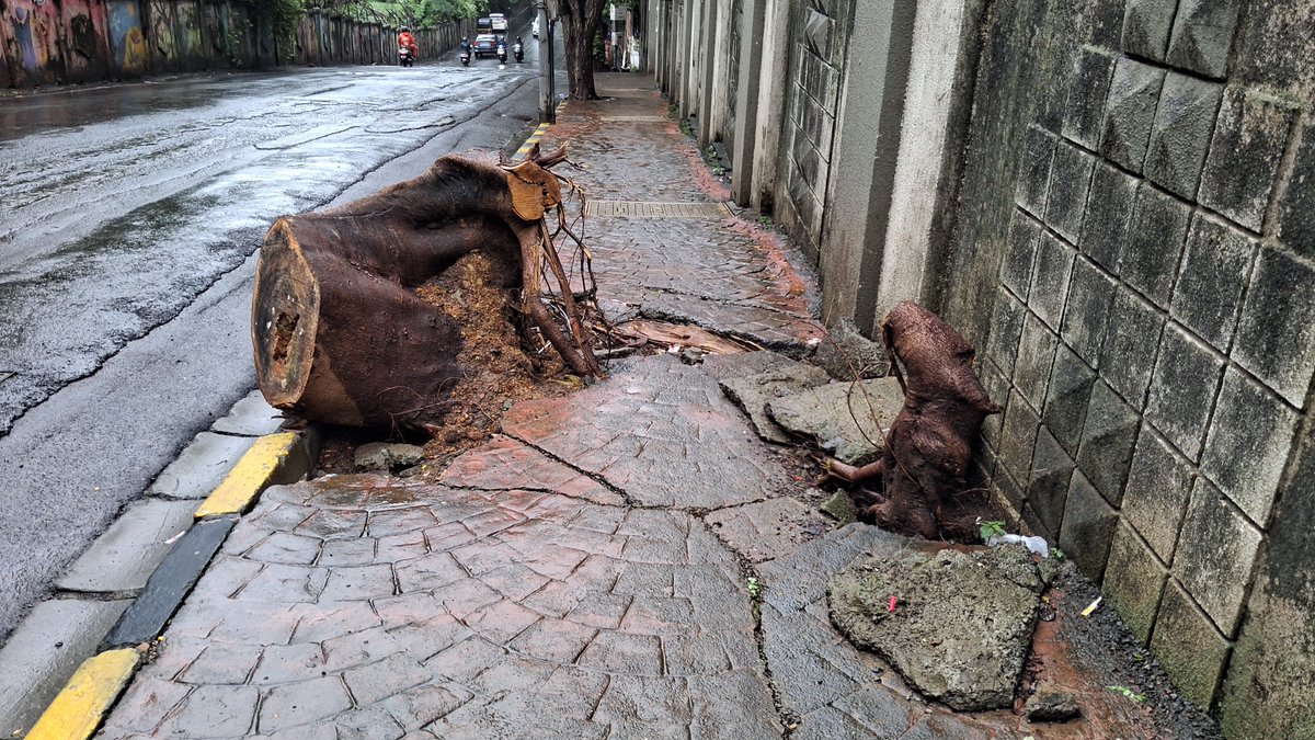 sonia_mehta07's tweet photo. @mybmcWardPS @mybmc @mybmcSWM there is footpath only on one side of Mohan Ghokhle Road Goregaon east which is damaged in several places, there is a tree stump left on it for more than a month which makes it difficult to walk kindly help. https://t.co/4KGGoaimCB