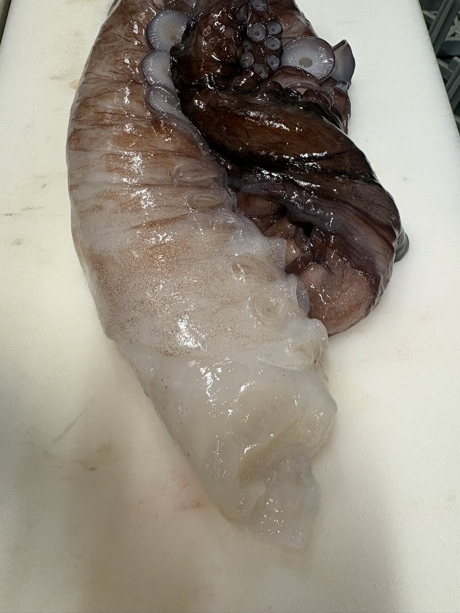 TemaeItamae's tweet photo. 本日の魚たち

帰ってきてから仕込みに追われて写真��あげ忘れていました。

活うなぎ
真鯛
メジマグロ
岩ガキ
かつお
真鯵
水だこ
です。

お酒もいくつか仕入れました。
カウンターに飾っているこいつは『幻のスイカ』と言うものです。
変な形ですがメチャクチャ甘いです。 https://t.co/hjtjkNkepe