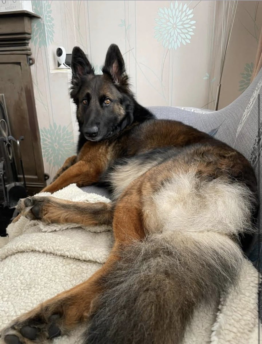NicNic711's tweet photo. Then and now. Imagine if we’d chosen Summer as a pup because of her coat colour! https://t.co/TPWAoOQbm6