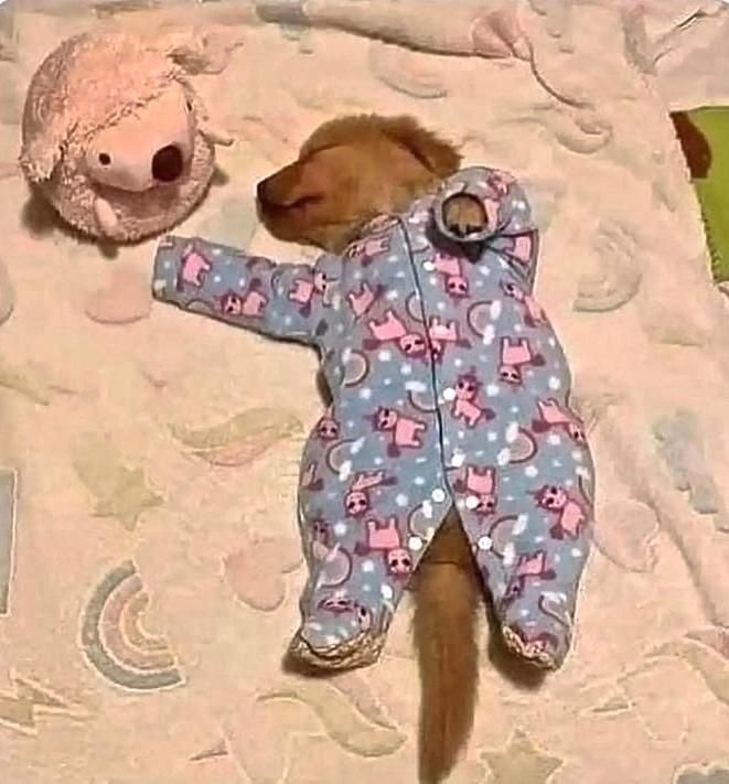 cutestpuppyy's tweet photo. Sleeping time...🩷🩷 https://t.co/LGpPRpdrZU