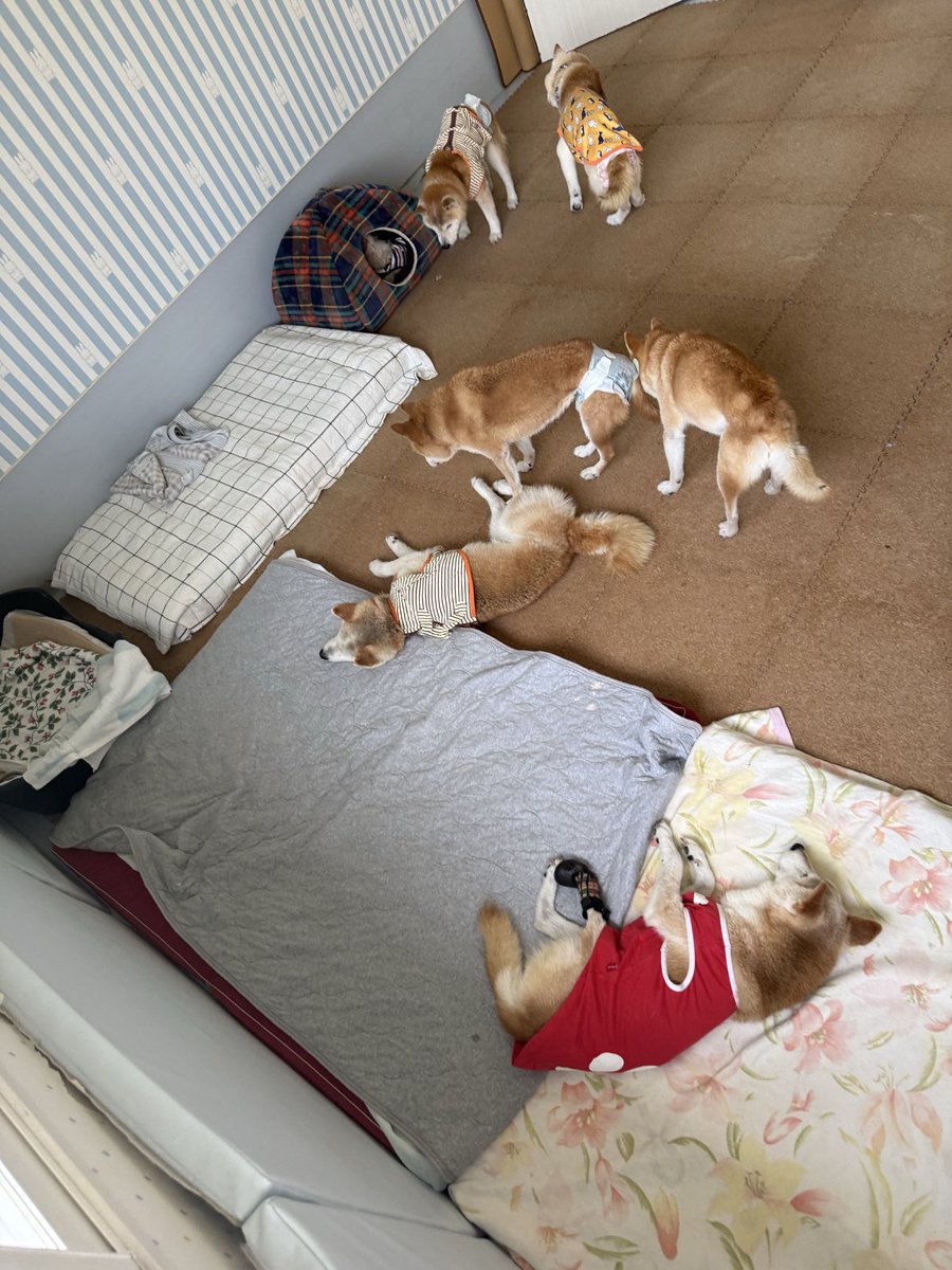 daigolotus's tweet photo. 柴ちゃん大集合‼️
おっと、ドームの中に誰か隠れてる❓
あれはノンちゃんだ🎶
シバーズの中に溶け込み一緒にお昼寝タイムでした🤭
#老犬介護  #老犬ホーム https://t.co/BQiYjGp0kg