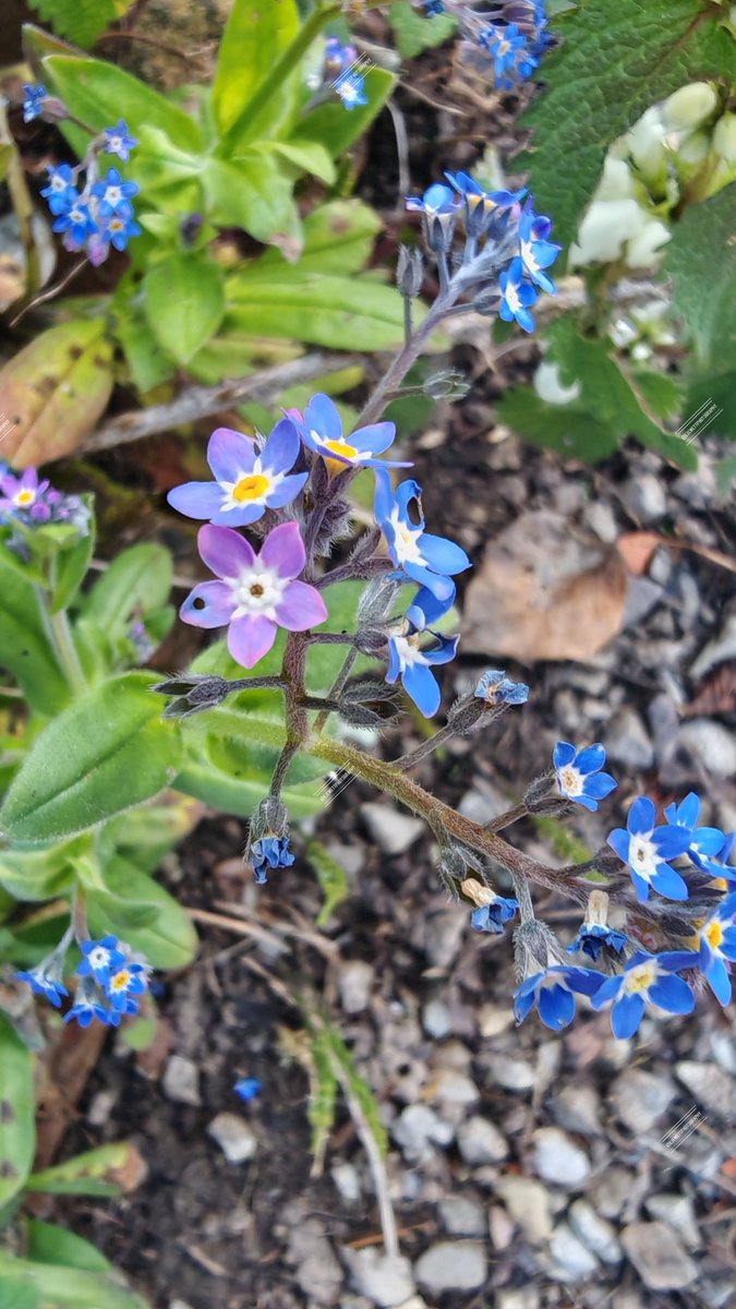 EJewettPhotogr1's tweet photo. Nature's pastel palette ๐ธ๐
#ForgetMeNots #Myosotis #SpringFlowers #Wildflowers #NaturePhotography #FlowerPhotography #SpringColours #NatureLovers #PinkFlowers #BlueFlowers #Photography #BeautifulNature https://t.co/1lXVr0iJZU
