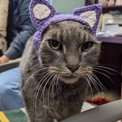 AMAZlNGNATURE's tweet photo. This cat lost her ears to chronic infections and ended up with a purple pair instead

A worker crocheted them for Lady, who was adopted within hours of her photos being shared https://t.co/KxvELT2h1z