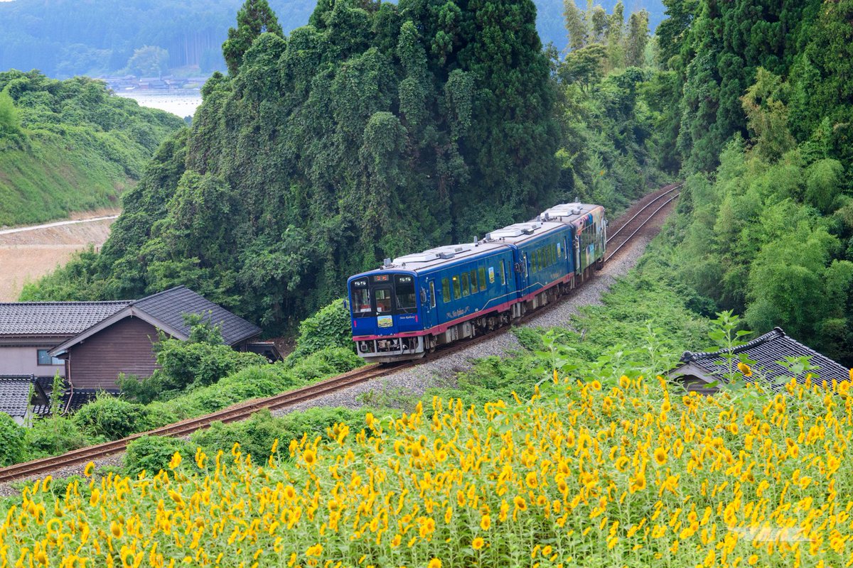 JNRCorp's tweet photo. 2026/8/8
NT300と田岸のひまわり畑。
1枚目は晴れてくれましたが･･･ https://t.co/3El4pgfF9P