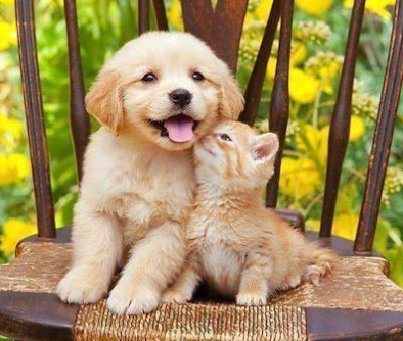 naravitaminz's tweet photo. NYIIIII 🐶🐱🤏🏻🤏🏻🤏🏻

PONDPHUWIN FANFEST MACAU
#GMMTVFanfestInMacau2026 
#ปอนด์ภูวินทร์ https://t.co/nNd4mUgc4U