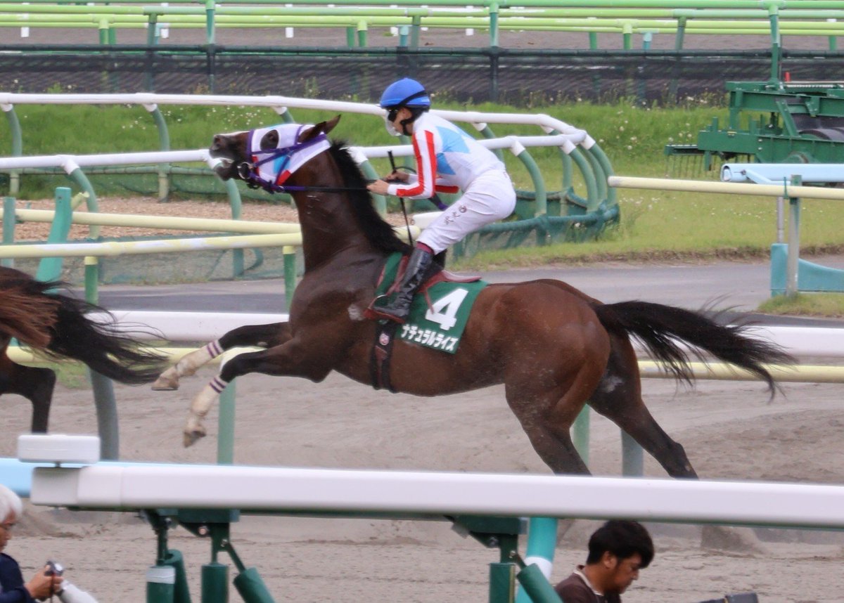 rouman_yu's tweet photo. ゲート出たあと最後方でめちゃくちゃかかってて、えぇ…って感じだったけど、最後4着くるのはポテンシャルは本物って感じ…？
流石に去勢はしないで欲しいけど、なんなか良いきっかけを見つけて復調して欲しい。
#ナチュラルライズ https://t.co/7UDjeODYY6