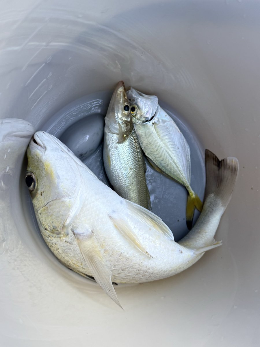 HALIyama's tweet photo. Today's catch https://t.co/pxeuCeDoNh
