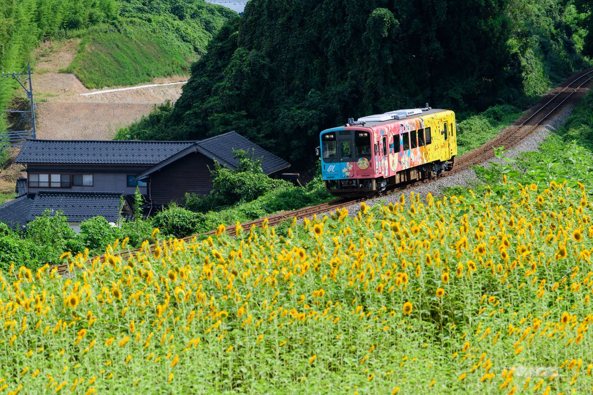 JNRCorp's tweet photo. 2026/8/8
ひまわり畑の中を進む全検明けのポケモンラッピング車
なお、ここのひまわりを植えた人と一緒に撮影してました。 https://t.co/aRHCXdPY5Y