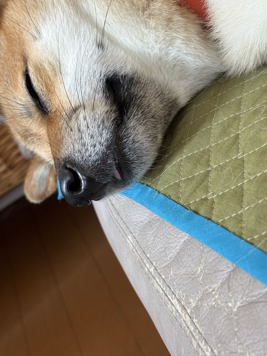 birdschirping4's tweet photo. 舌のﾁｮｲ出し現場を発見すると、凄く得した気持ちになります。ほんの少しの舌でも見逃しません。
#べろ出し #柴犬 https://t.co/b8kfMSAa6w