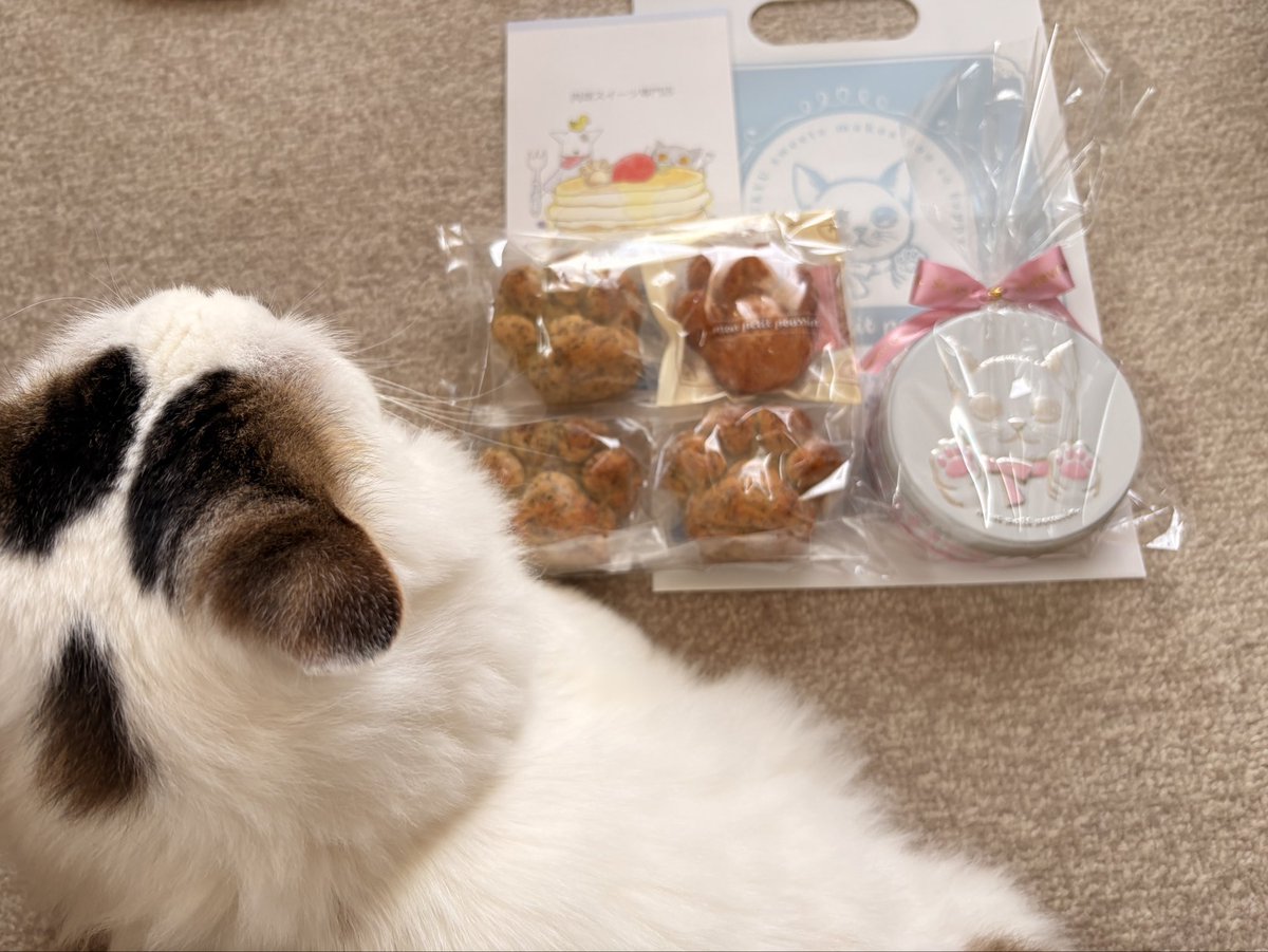 Fuku_Rin_1215's tweet photo. オンラインで購入した肉球スイーツ届いた🐾
食べるの楽しみ♡
福くんと撮ろうとしたけど後頭部しか映らなかった📸

#世界猫の日 
#モンプティプッサン
#ねこのいる暮らし https://t.co/3R9XvAVm3r