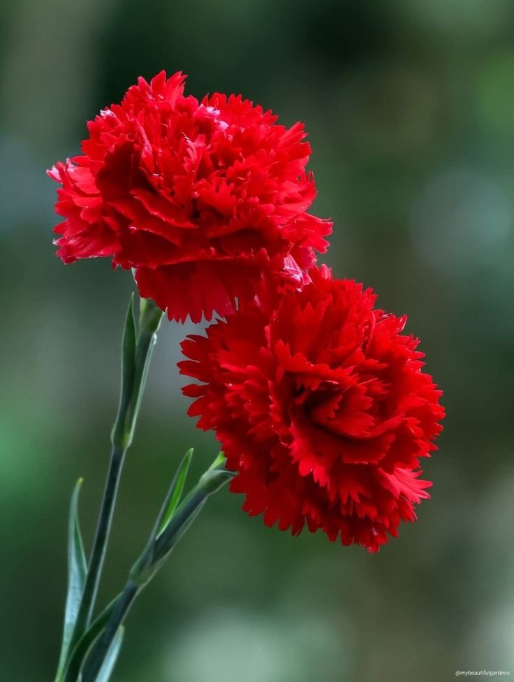 flowersgarden87's tweet photo. https://t.co/EG3umwzVyc