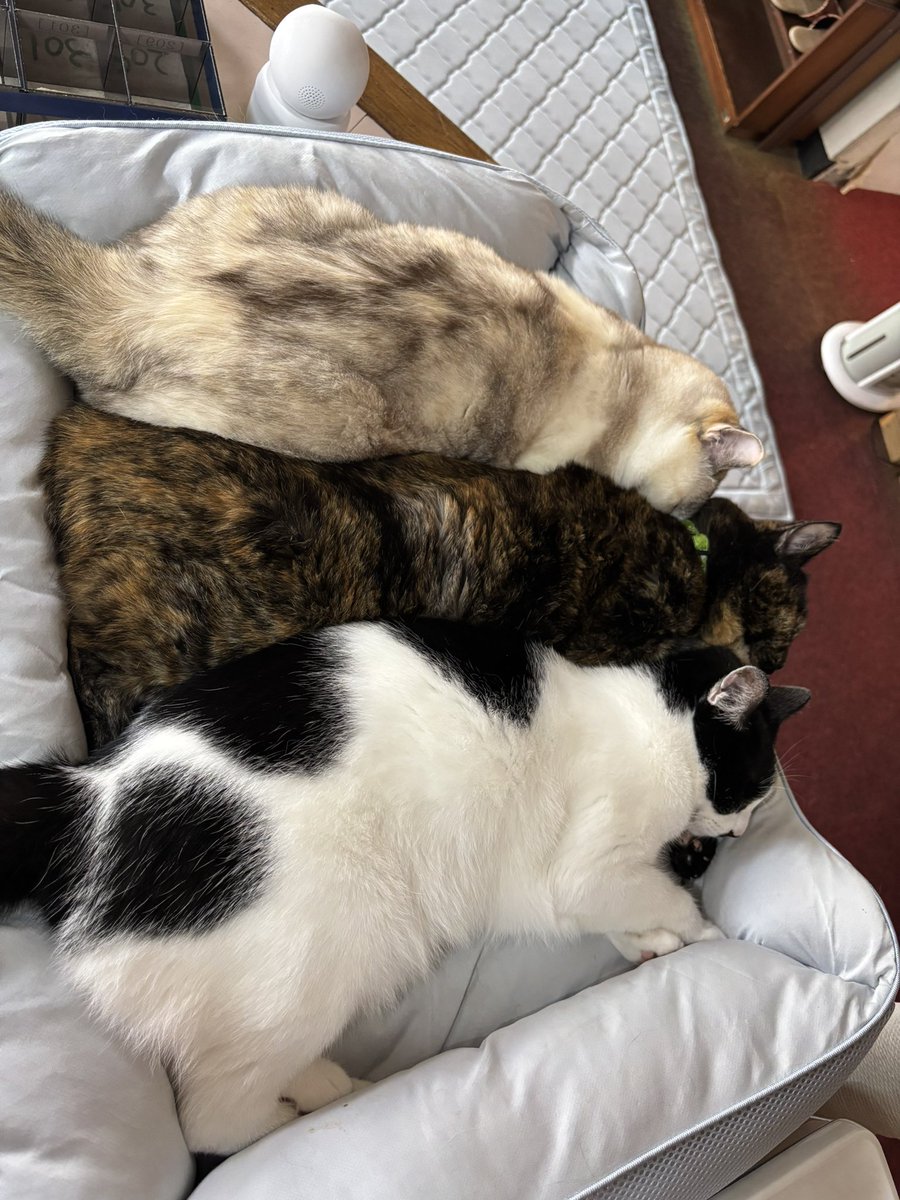 harusyunin's tweet photo. 左《すず》中《めろん》右《こうめ》
仲良しぎゅうぎゅう💦☀️🐾🐈🐈‍⬛ https://t.co/Eoj2AbPehs