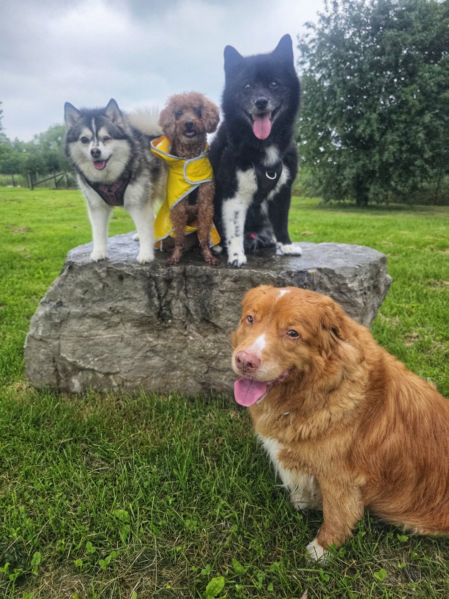 WalkinDogwalk's tweet photo. So many fabulous #posingpups to show off this week!
💖🌞🐾💖🐶🐕🐾💖
#Saturdaysocial #walkinthedog #weekendvibes https://t.co/kFeW1Wktmg