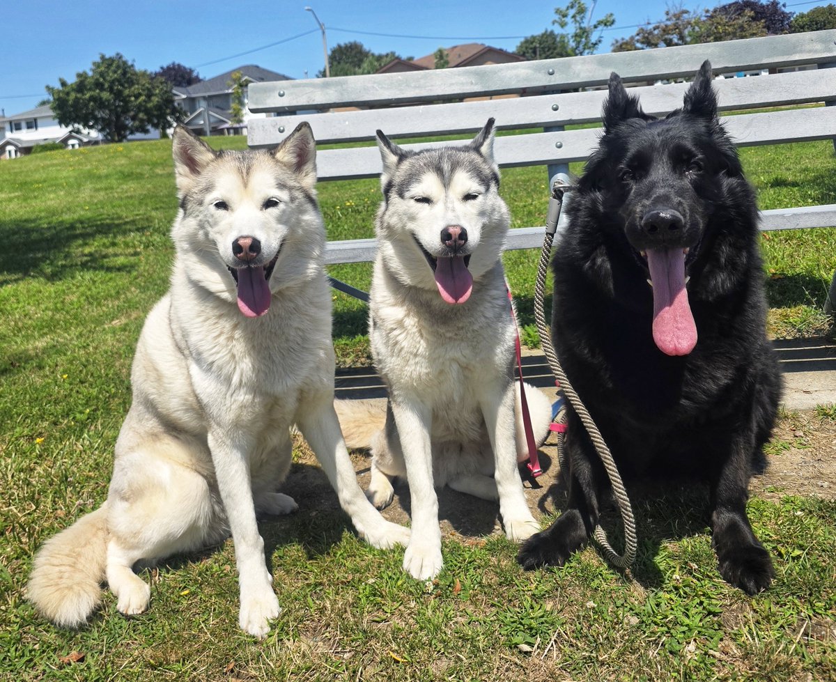 WalkinDogwalk's tweet photo. So many fabulous #posingpups to show off this week!
💖🌞🐾💖🐶🐕🐾💖
#Saturdaysocial #walkinthedog #weekendvibes https://t.co/kFeW1Wktmg