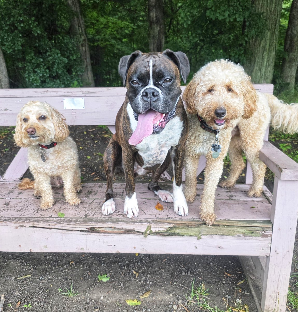 WalkinDogwalk's tweet photo. So many fabulous #posingpups to show off this week!
💖🌞🐾💖🐶🐕🐾💖
#Saturdaysocial #walkinthedog #weekendvibes https://t.co/kFeW1Wktmg
