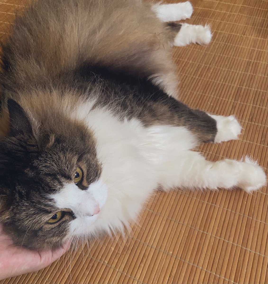 hyuuuma5's tweet photo. 実家のおじいちゃん猫の看病🐈
まだまだ長生きしてね😌

この子はまだまだ元気なツチノコ

動物って本当に癒し❤️
ありがとう🥰 https://t.co/4mtqqmmOqK