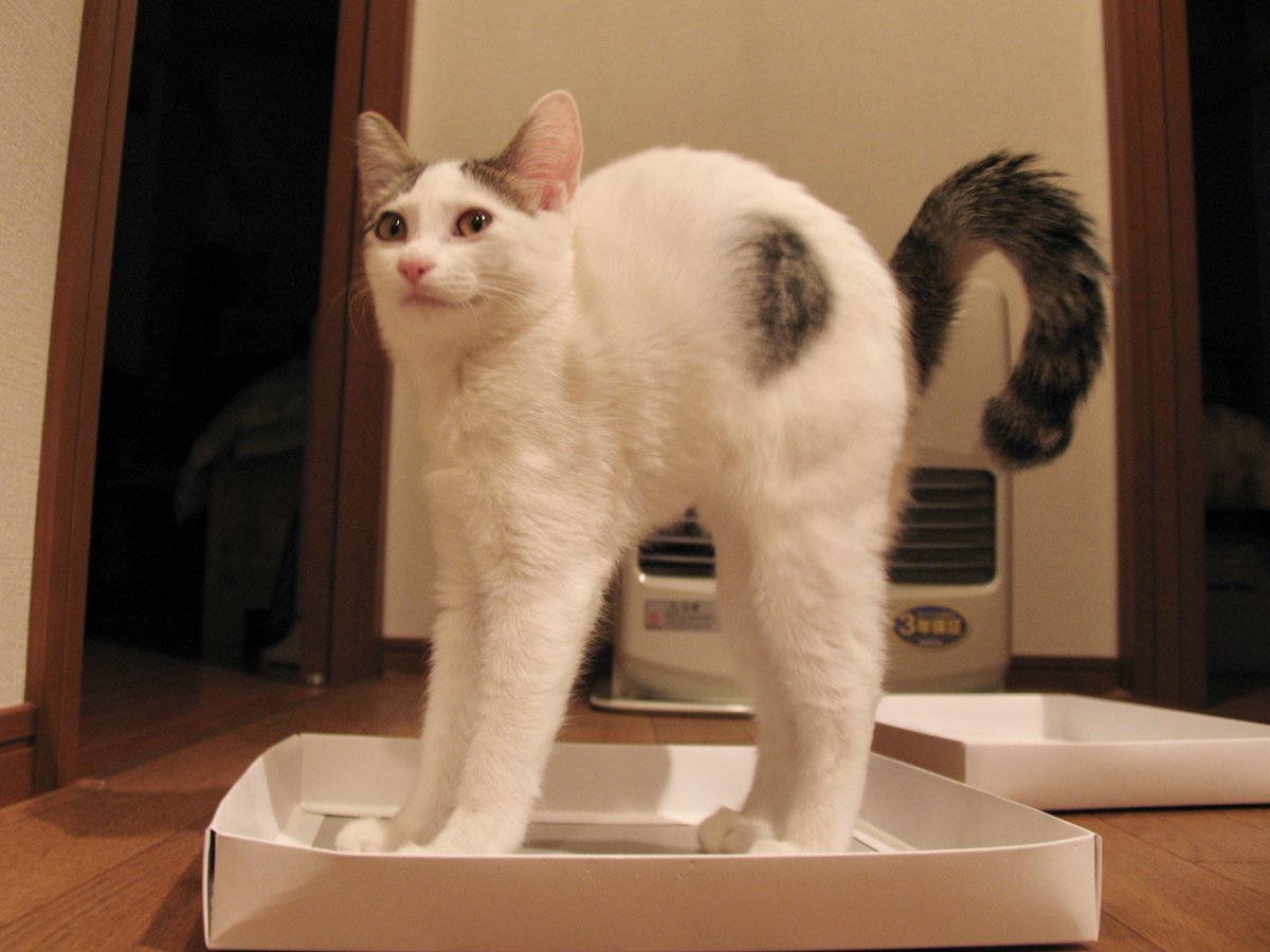 nokoneko222's tweet photo. ボニャール×3

 #世界猫の日 https://t.co/V8x1PyVttA
