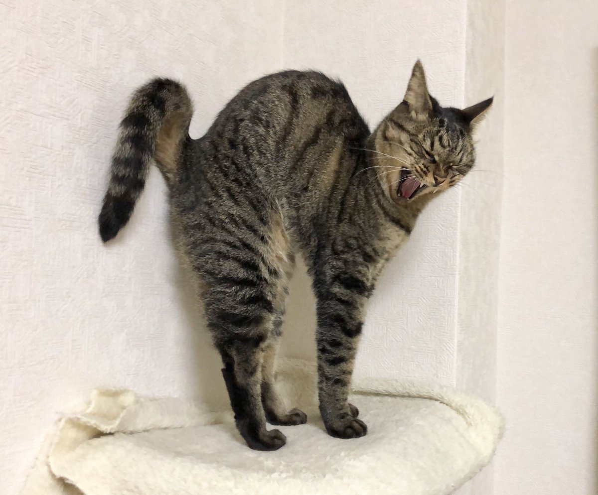 nokoneko222's tweet photo. ボニャール×3

 #世界猫の日 https://t.co/V8x1PyVttA