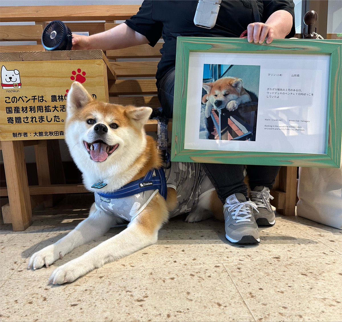 odate_akitainu's tweet photo. 【 おともだちと再会 】
まりんちゃん 4歳 ・山形県
おかえり!
大好き秋田犬コーナーに写真掲載中だよ
まだ帰ってきてたんへ💜
#秋田犬の里 #Akitadogvisitorcenter #Akita #akitadogs #Odate #愛犬自慢 #忠犬ハチ公 #ふるさと #大館市 #あきたいぬ #秋田犬 https://t.co/Of1yPmHnpq