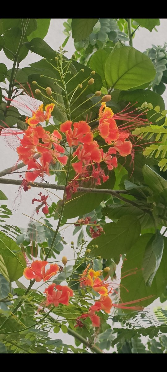 Piyush__BIT's tweet photo. अपनत्व का कोई रूप नही होता 
जब किसी की अनुभूति स्वंय से भी 
अधिक अच्छी लगे
वही  अपनत्व  है..!

शुभ दोपहर.. 💫🌸🕊️☘️ https://t.co/iVRmDND9Af