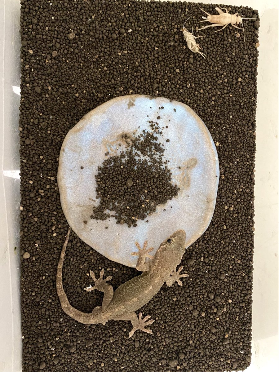 ttttoshio's tweet photo. 自分だって脱皮するくせに、エサのコオロギが目の前で脱皮してドン引き&amp;ガン見し続けるヤモリちゃん https://t.co/0hSlFLeMJC