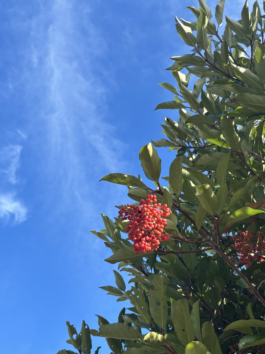 ritsukohanakoro's tweet photo. #イマソラ
#真っ赤になったねーーー✨✨✨😃
青空に映えるかわいい実❤️サンゴジュ❤️ https://t.co/F9toMOsFlE