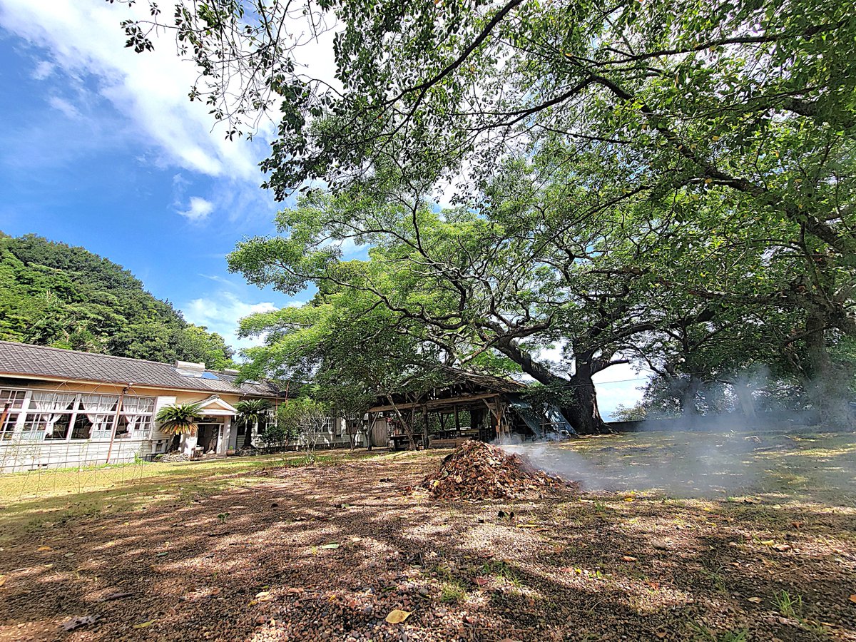 jyyou's tweet photo. もう落葉焚き？立秋が過ぎ栴檀が枯れ葉を落とし始めたところに、台風13号が大風と久々の雨をもたらして校庭は枯れ葉がたくさん。気温も急に下がって、昨夜はタオルケット1枚で寒いぐらいに。自遊学校はもう秋の気配です。 https://t.co/WEYLSYJ57j