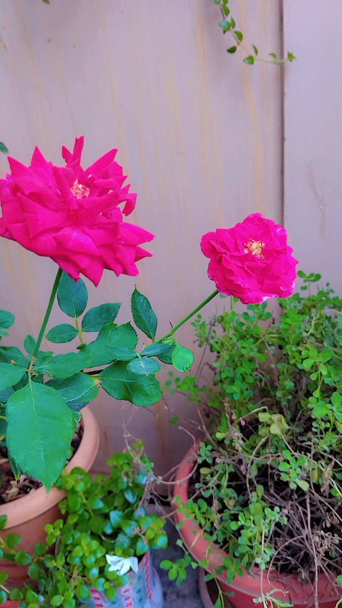 Sunee8479's tweet photo. రోజావే చిన్ని రోజావే.. 
#Rose #plantlover https://t.co/FGFvmE5jLk