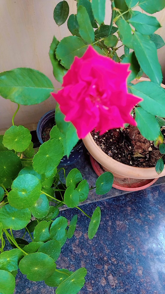 Sunee8479's tweet photo. రోజావే చిన్ని రోజావే.. 
#Rose #plantlover https://t.co/FGFvmE5jLk