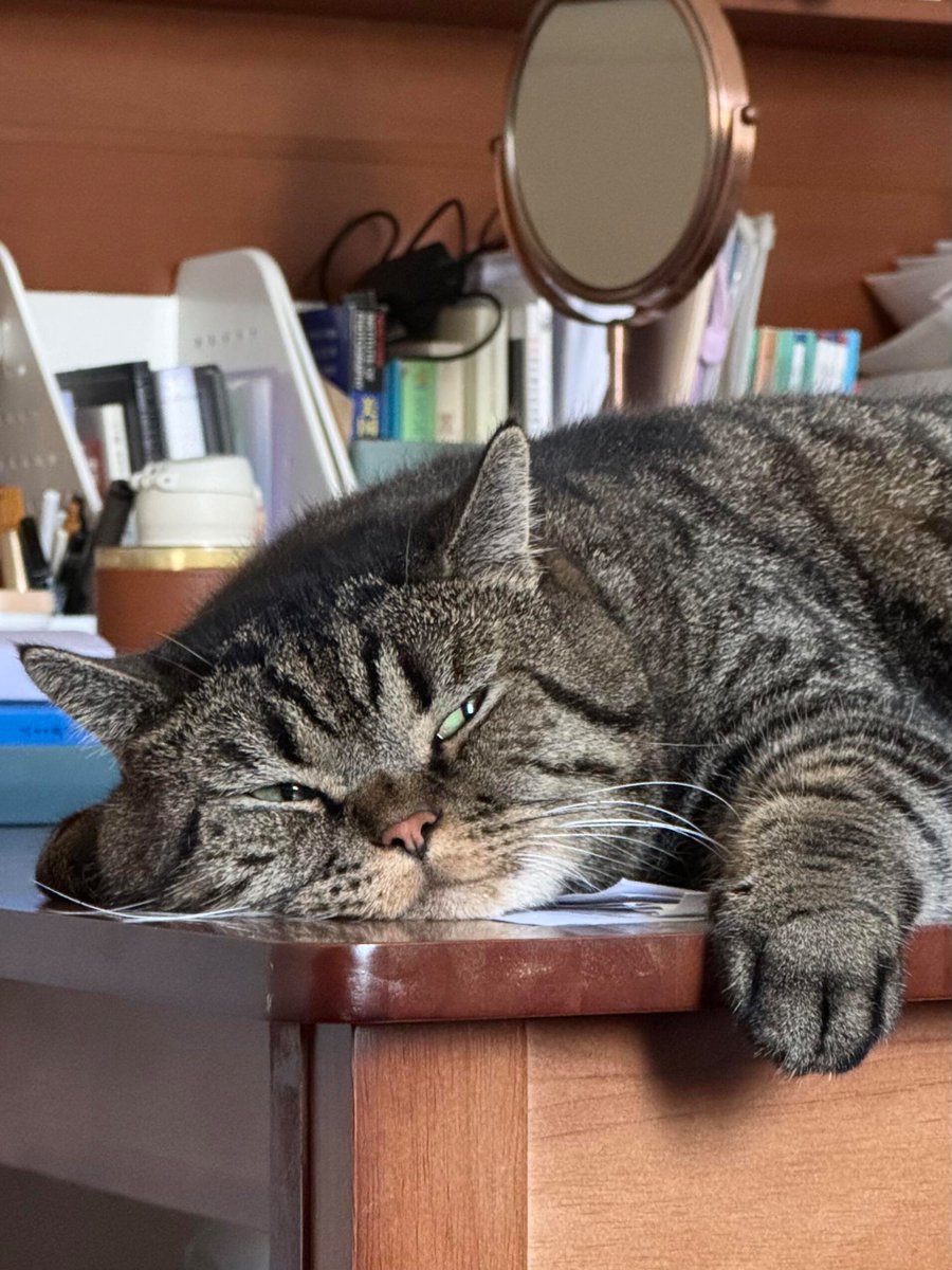nocontextscats's tweet photo. so bored https://t.co/dcLVjwAzW5