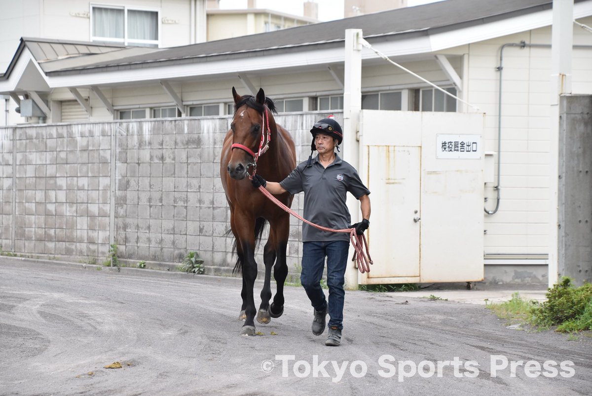 tospo_keiba's tweet photo. フォーエバーヤングが函館入りしました‼️

入厩時の様子を動画と写真でお届けします🐴 https://t.co/Xp2OYt9vix