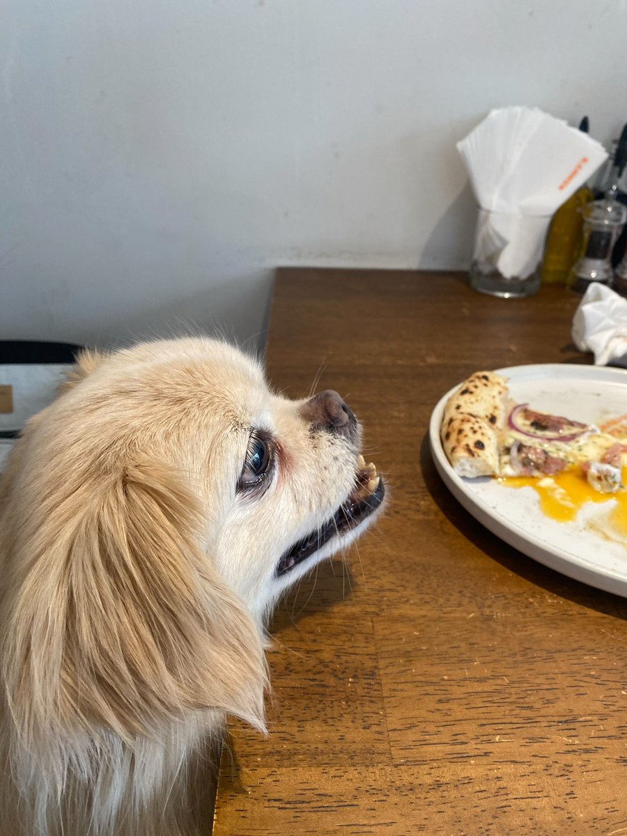 suggest_master's tweet photo. ペット同伴可のイタリアンKenny'sへ🍕
ラザニアのソースと生地が美味い💡
お客さんはファランばっかり

次はマルゲリータでも頼んでみようかな https://t.co/ELgTBCEKyO