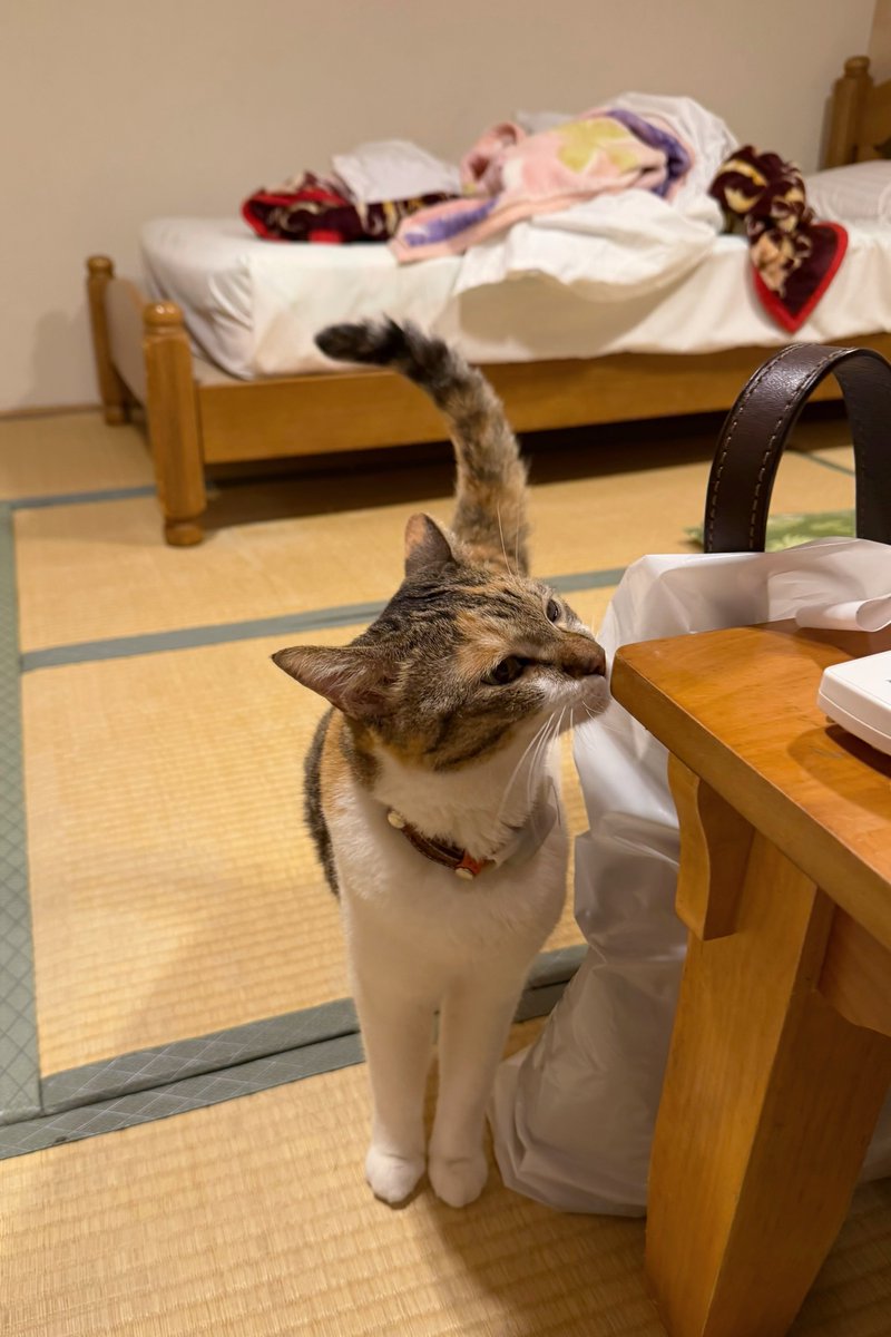 012_shiro's tweet photo. 大阪で泊まったホテル、全然眠れなくて最高でした。看板猫ちゃんたちが気まぐれでお部屋に遊びに来てくれるもんだから楽しみすぎてずっと起きてた…神接客すぎてもはや実質無料。毎月予約したいよ https://t.co/vonUDg4sLg